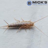 Mick’s Silverfish Control Sydney image 4